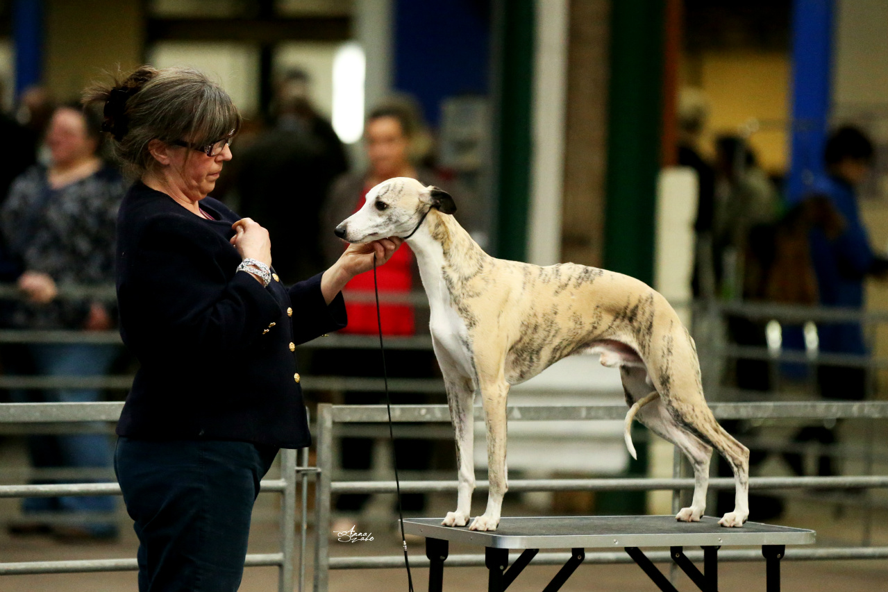 South yorkshire sale whippet club