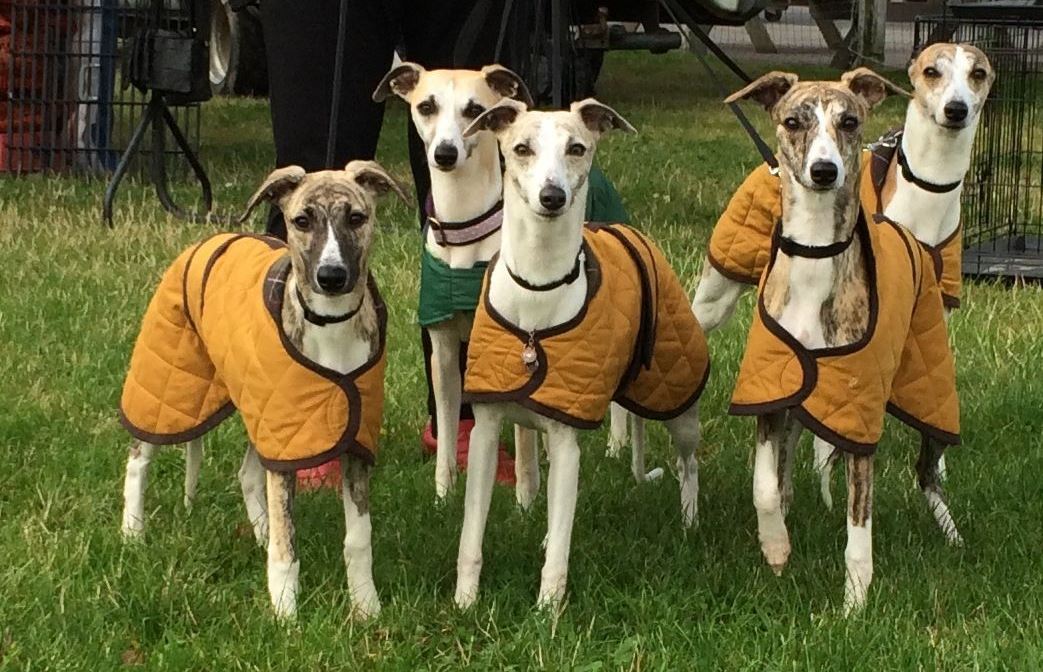 Whippet for hot sale rehoming